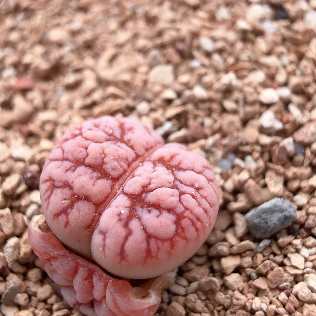 3.16.37/哈莫种源189/荒玉