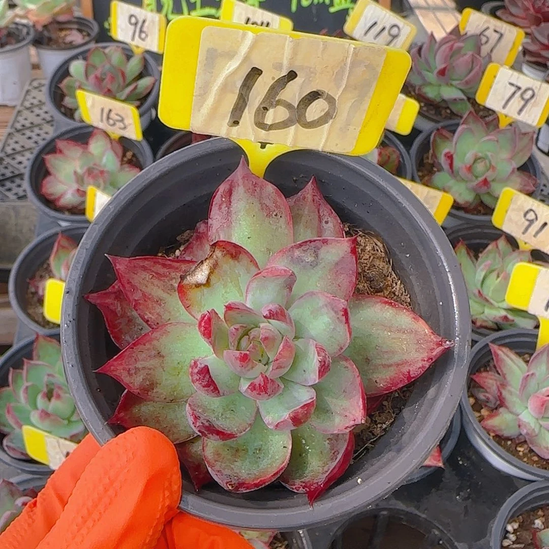 160惊鸿单头多肉