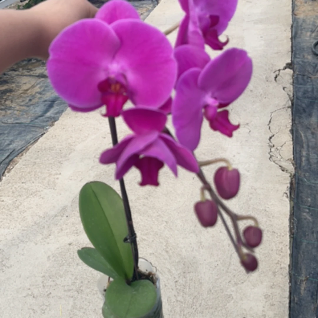 红花蝴蝶兰3.5寸开花款