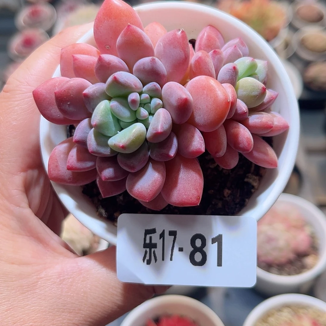 乐17-81 冰彤不包整