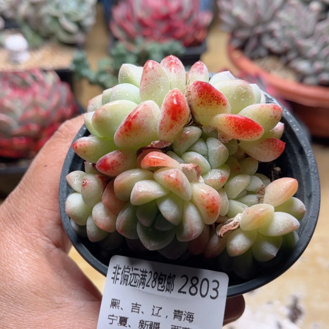 【闪购商品】2803冰玉