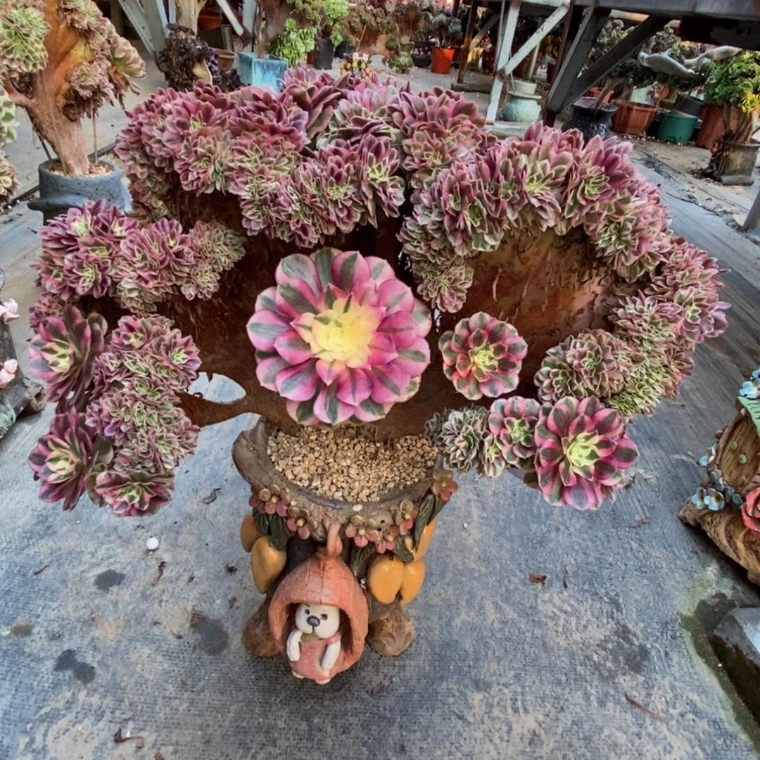 无花朵倾城朵朵缀