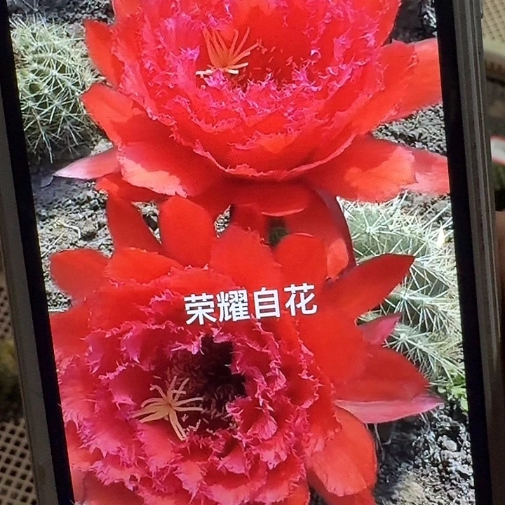 荣耀自花侧芽5公分左右毛花柱（20包邮）