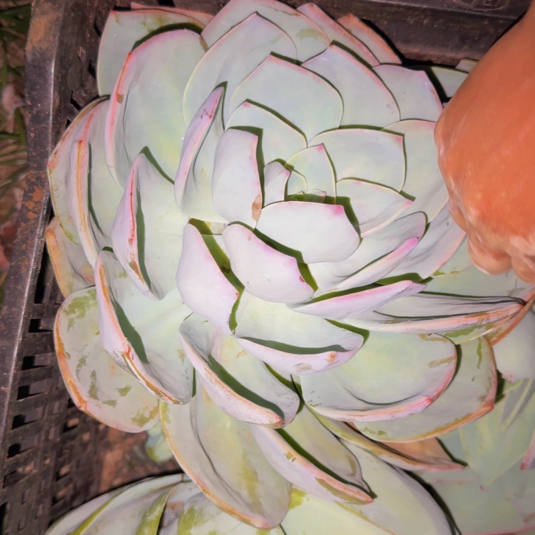 高***兴血凤 一颗 不包损145号