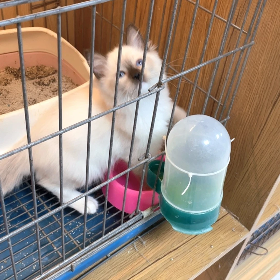 小***包重点色布偶弟弟1只