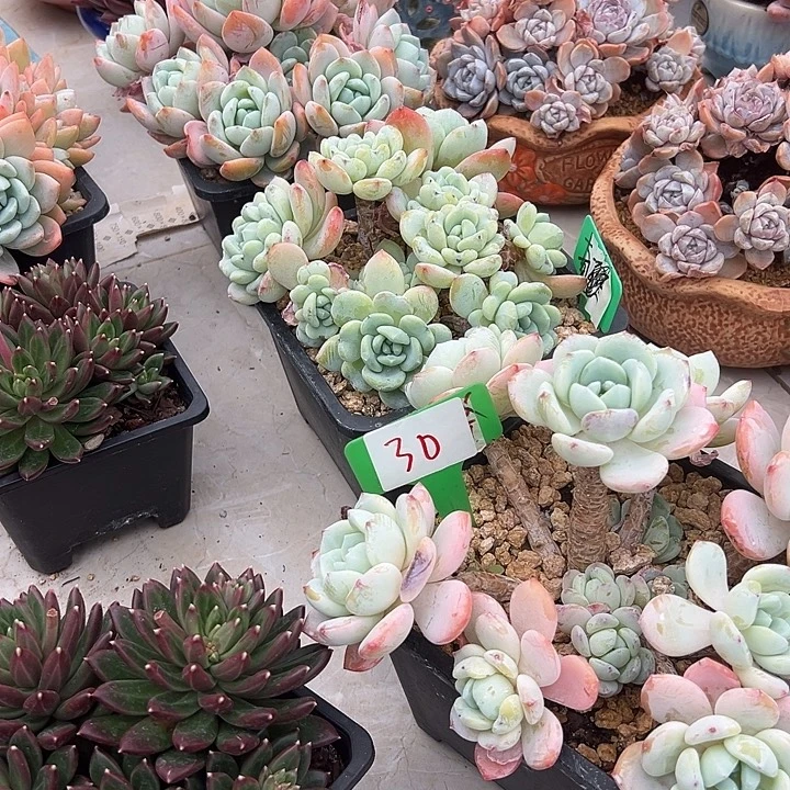 30冷香一个脱土多肉