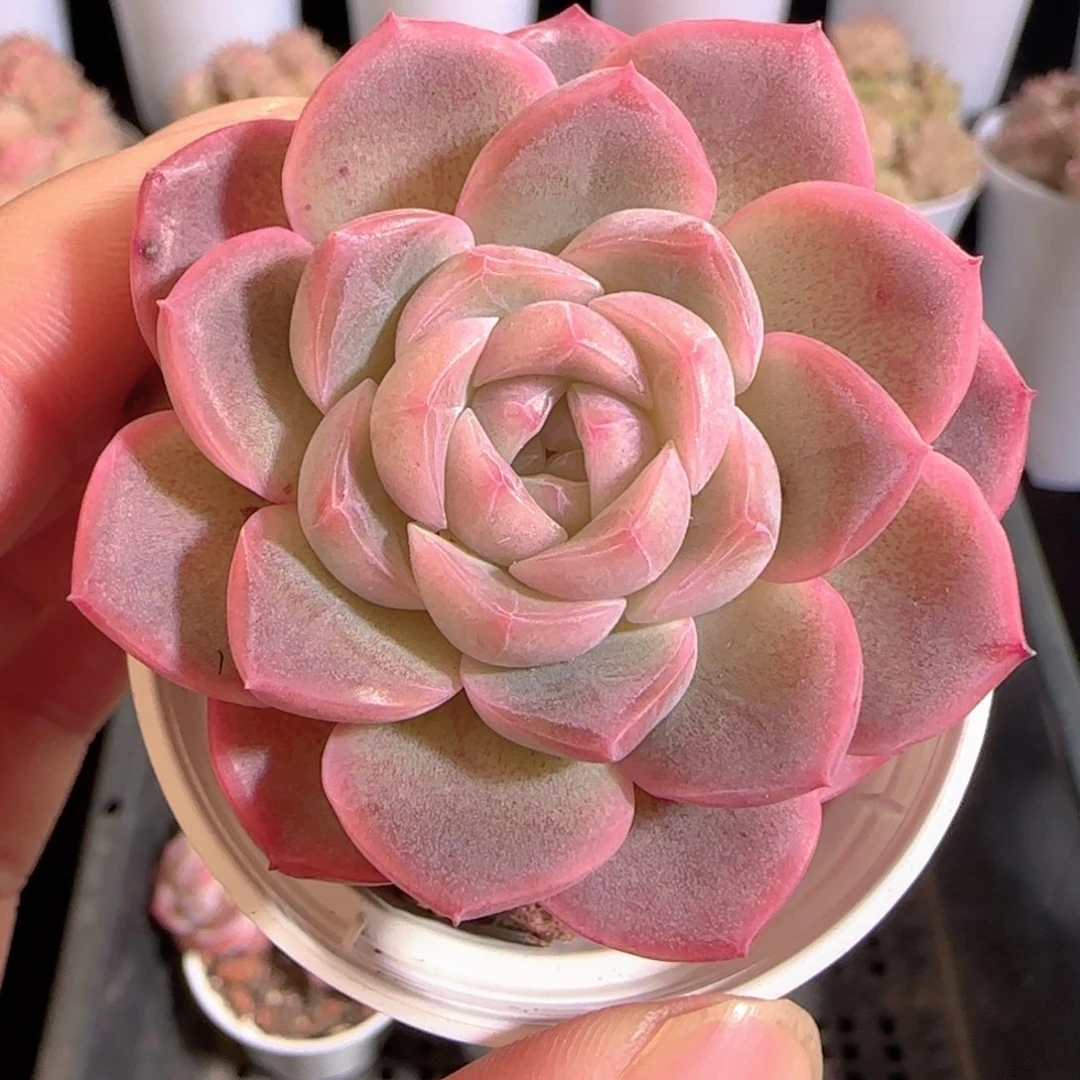 多肉0104-92糖心糖心