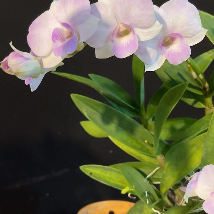 完全开放2211个体蝴蝶