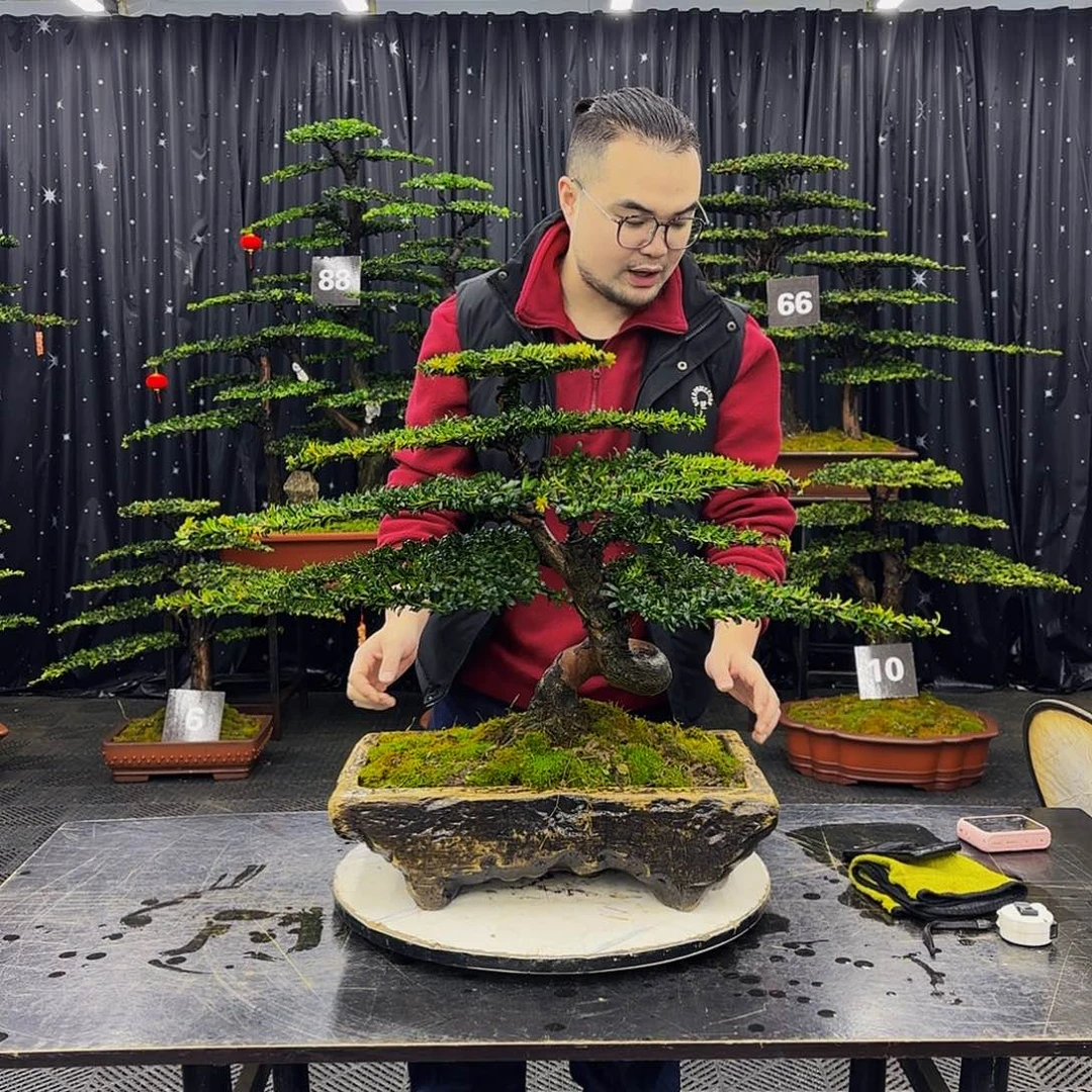罗汉松高端造型盆景