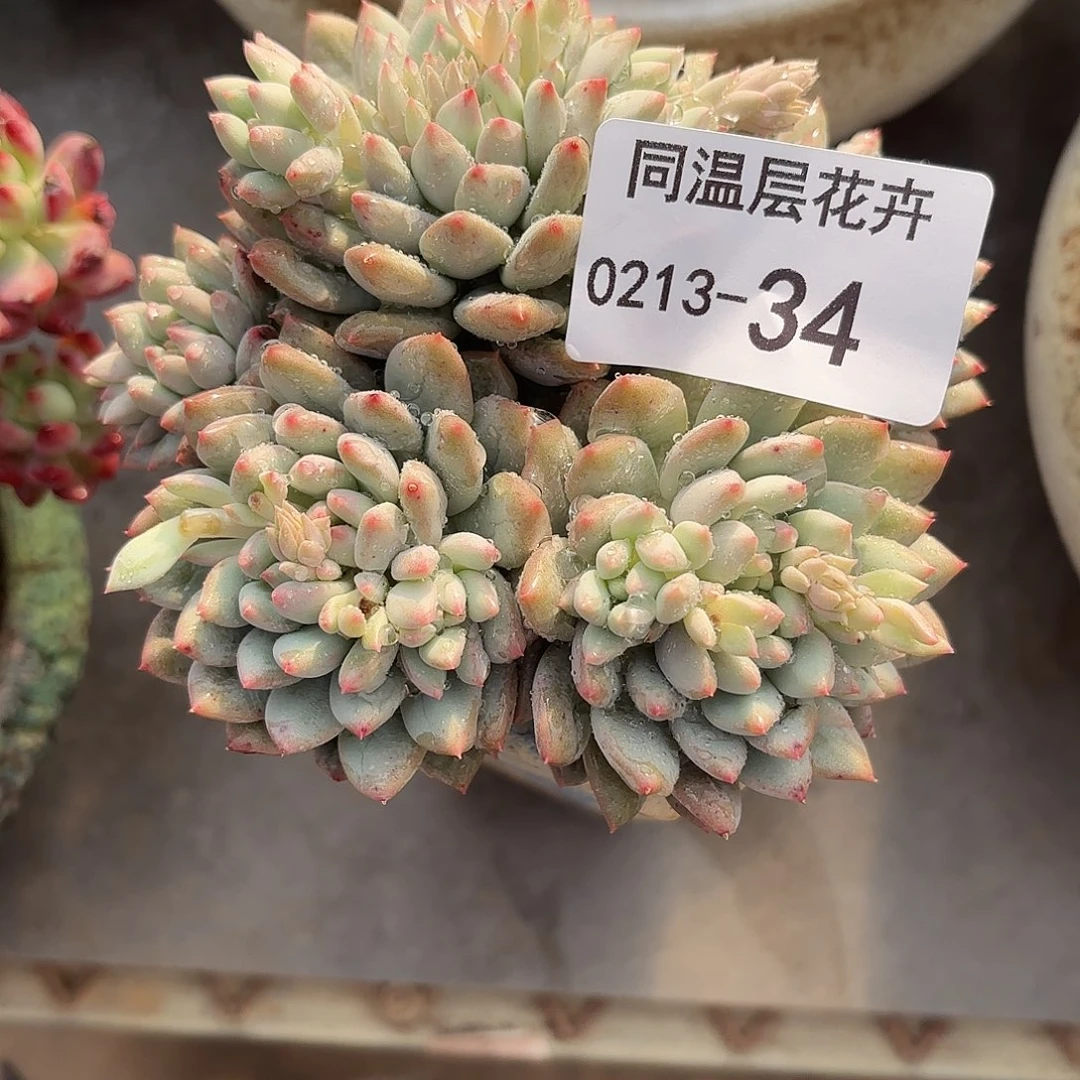 是**?同温层多肉34明珠美人