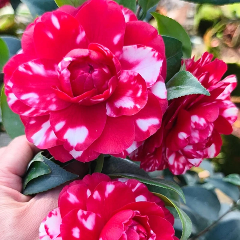 【复色大峡谷茶花】复色美国大红茶花 稀有品种 带花苞 原生苗