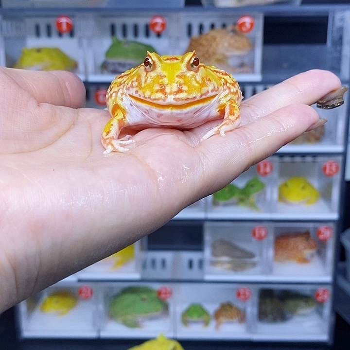 大大方方的黄金蛙