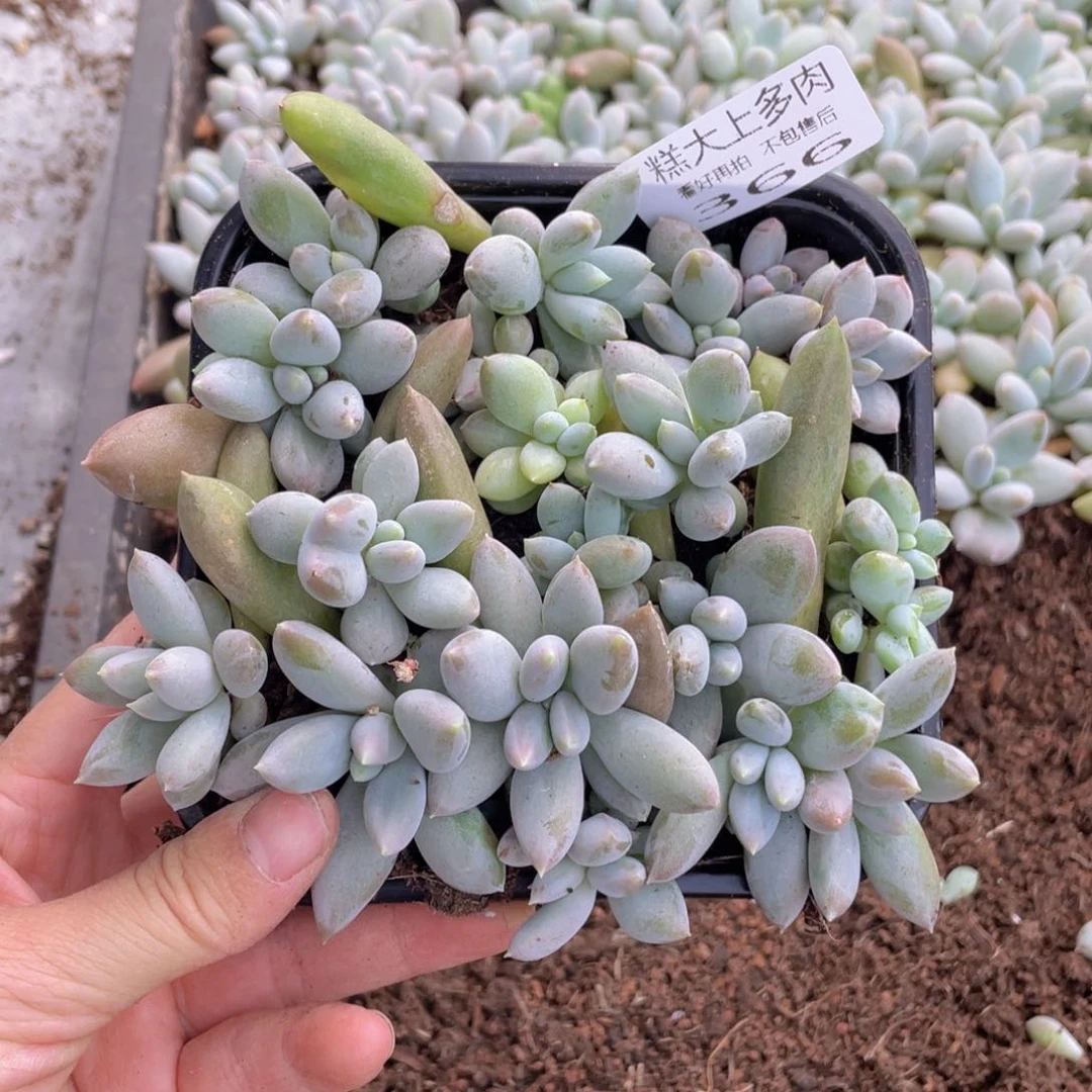 糕大上多肉植物366