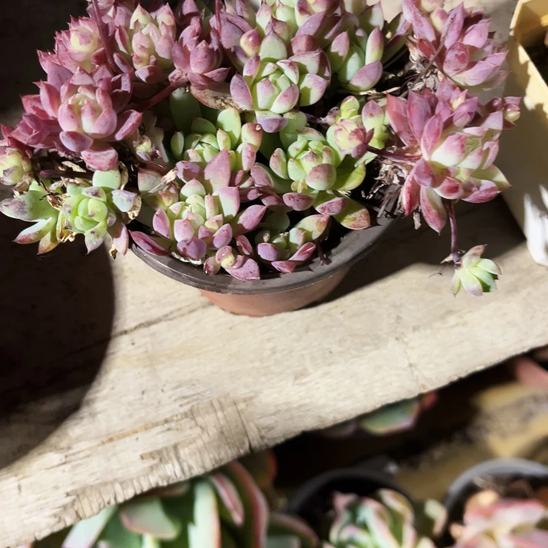 木***木15多肉植物提取萃取剂