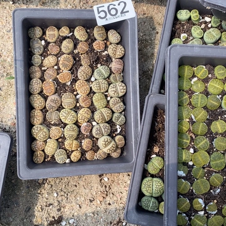巧***i生石花等植物精华562