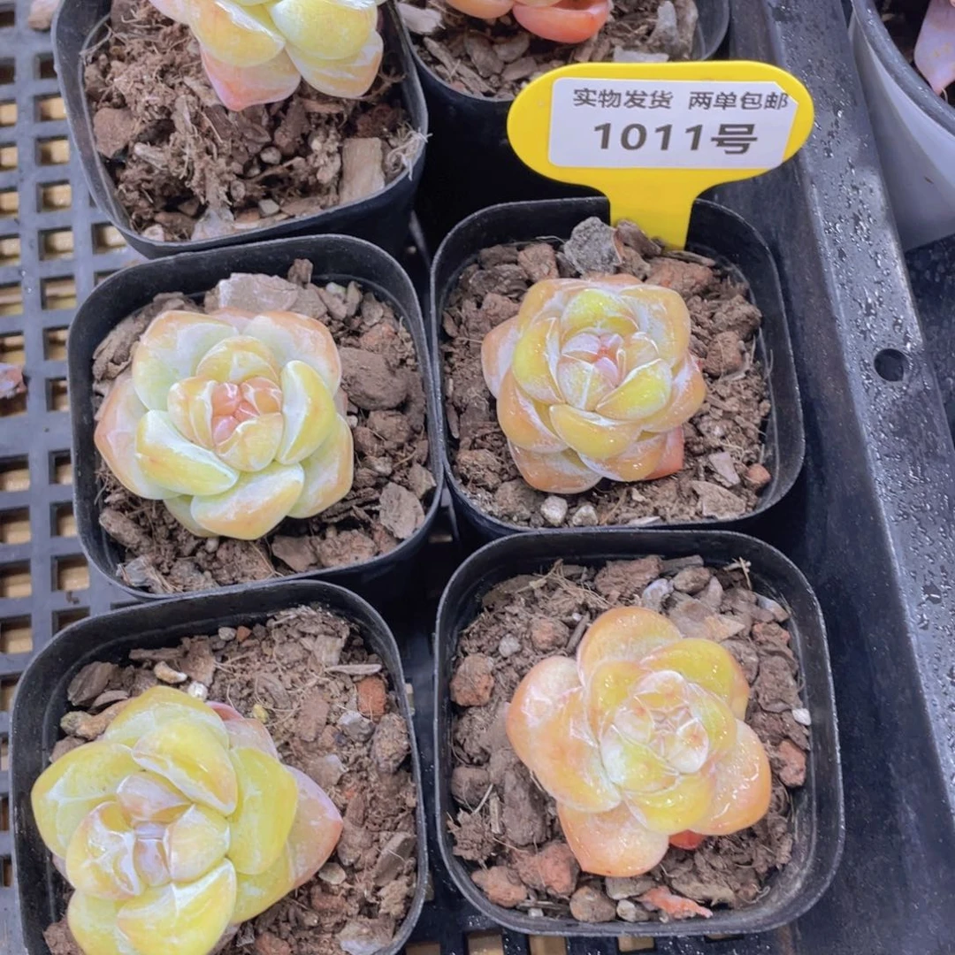 1011号 丸叶糖心全状态大白兔单头两个