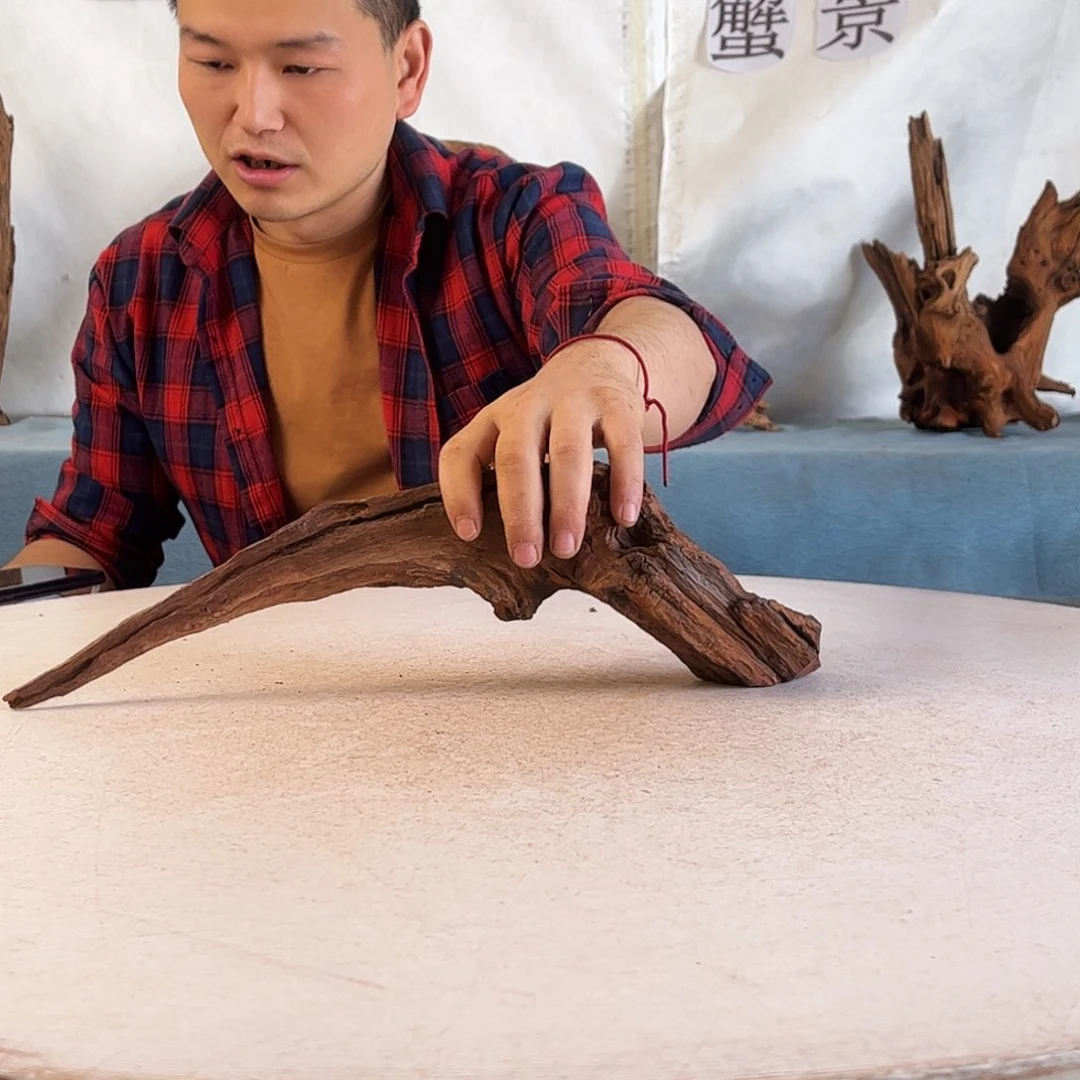 沉木造景爬宠造景