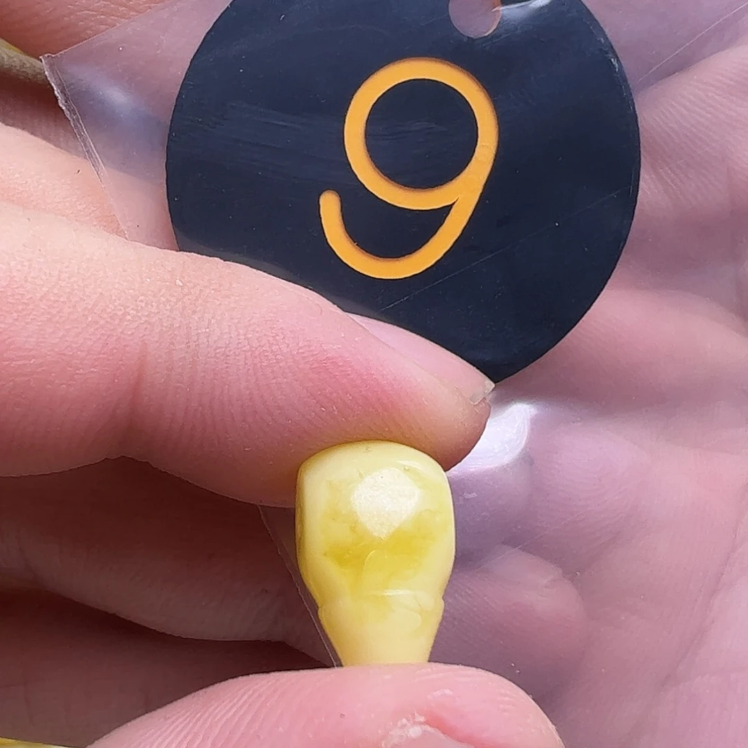 蜜蜡未镶嵌珠宝奇石二*9.8mm