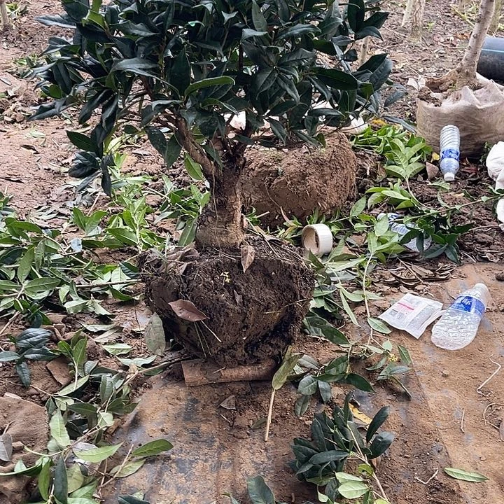 千***醉完全开放四季金连子