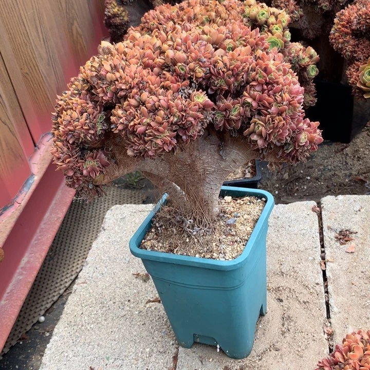 微瑕玫瑰朵朵脱土发货啊