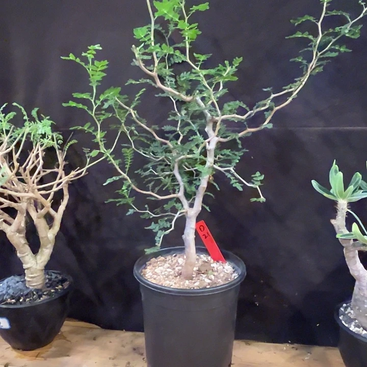 潮流植物滔天橄榄