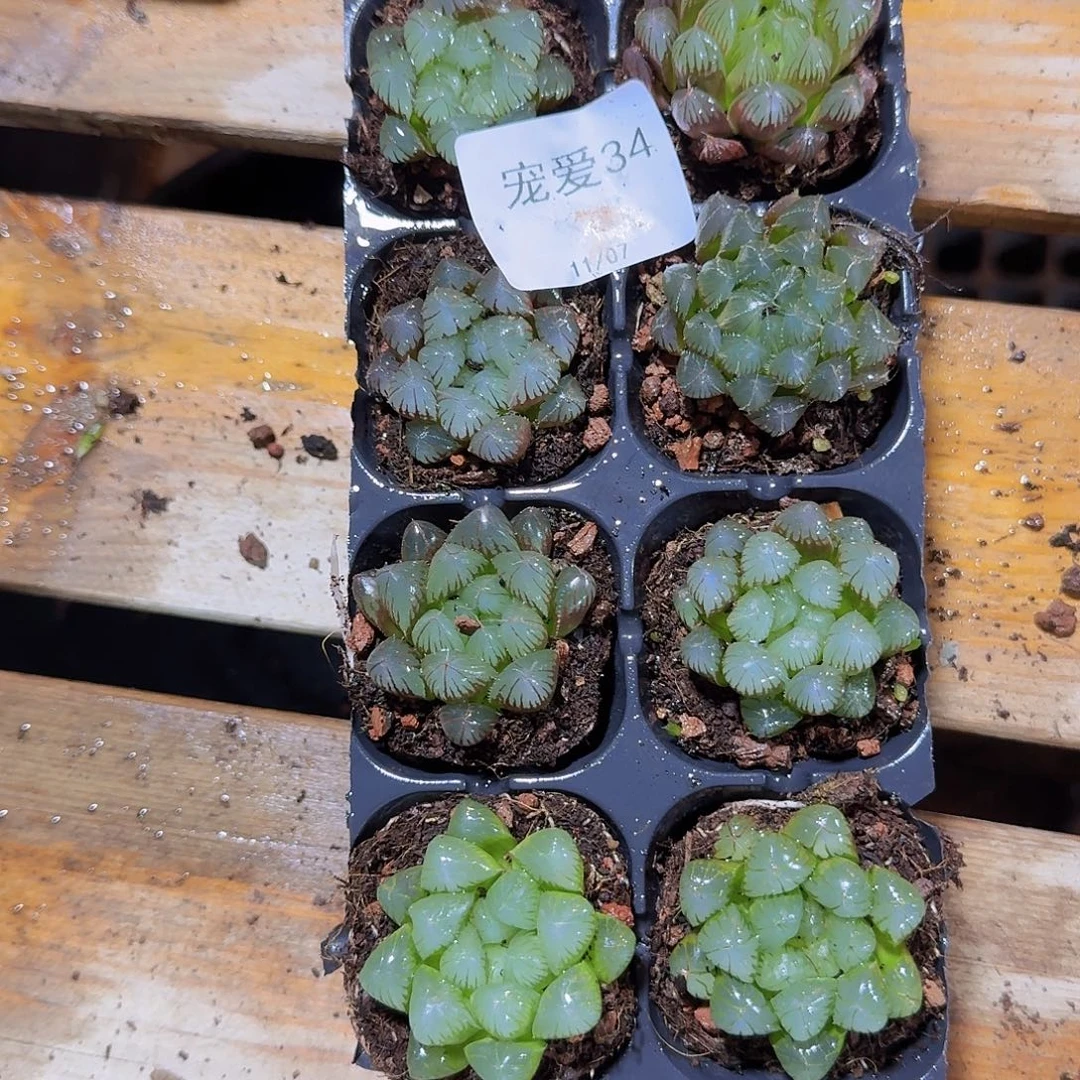 直播福利一物一拍34