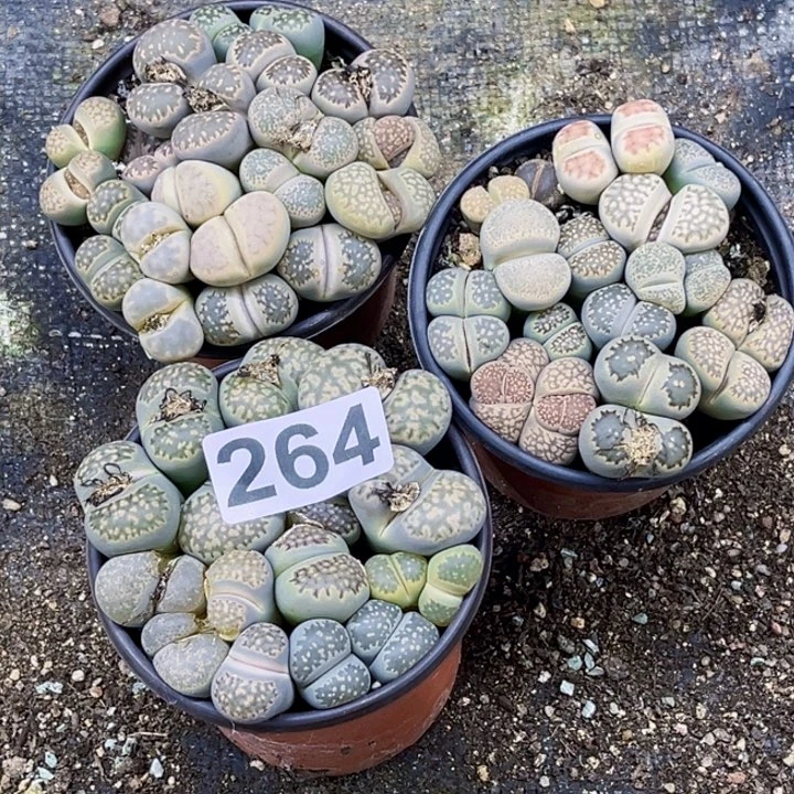 264生石花3盆一物一图如图