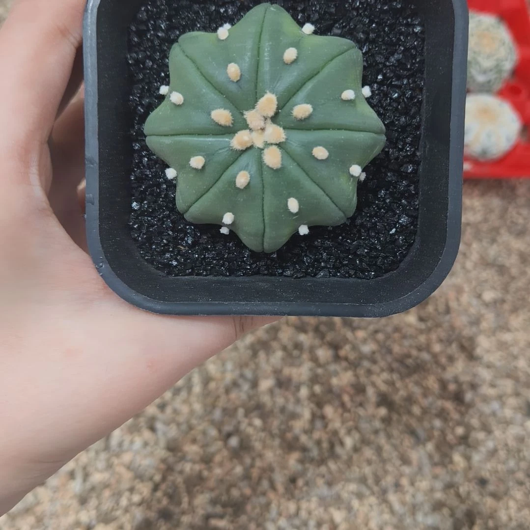 海星琉璃兜八角指纹