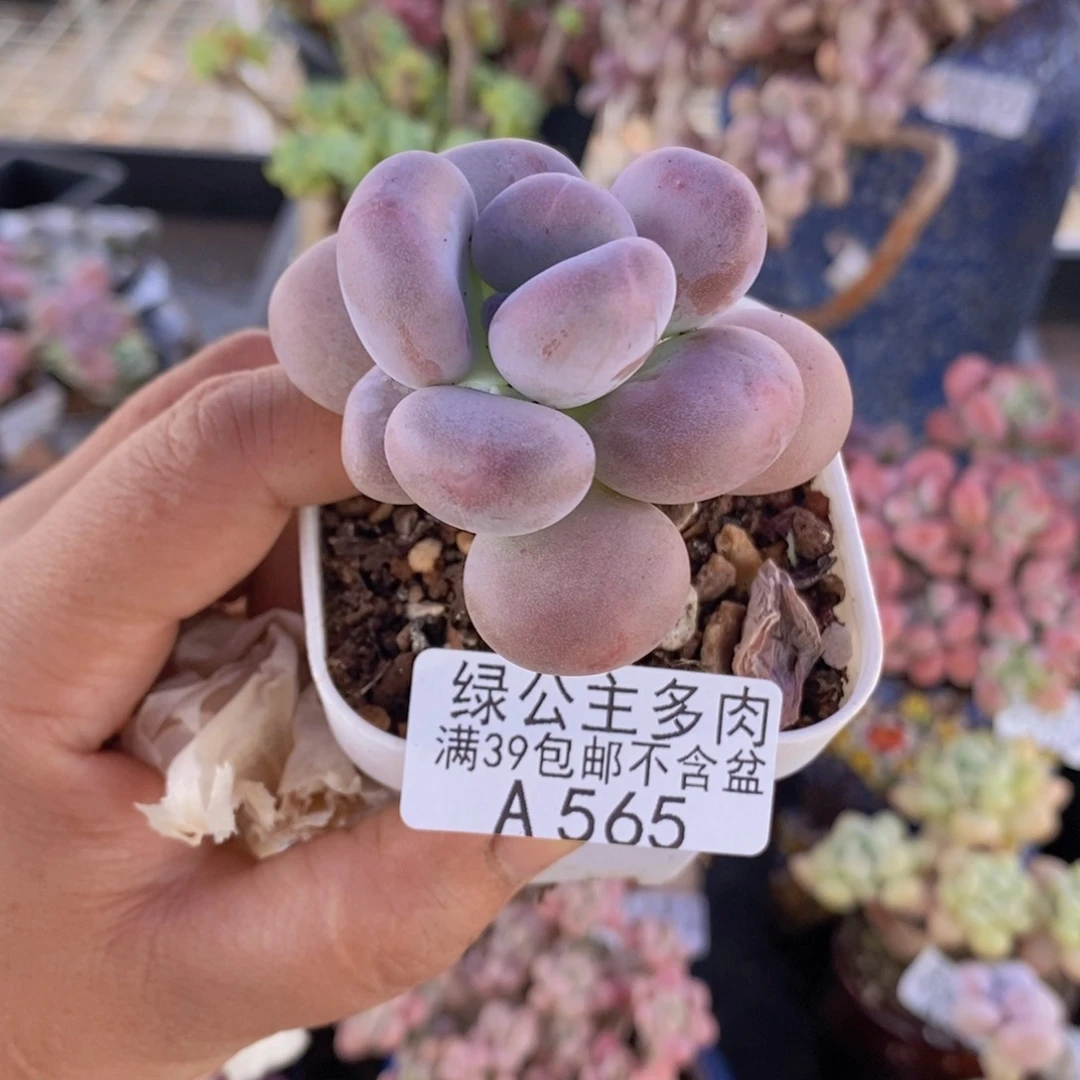 橙雪球5cm565多肉植物