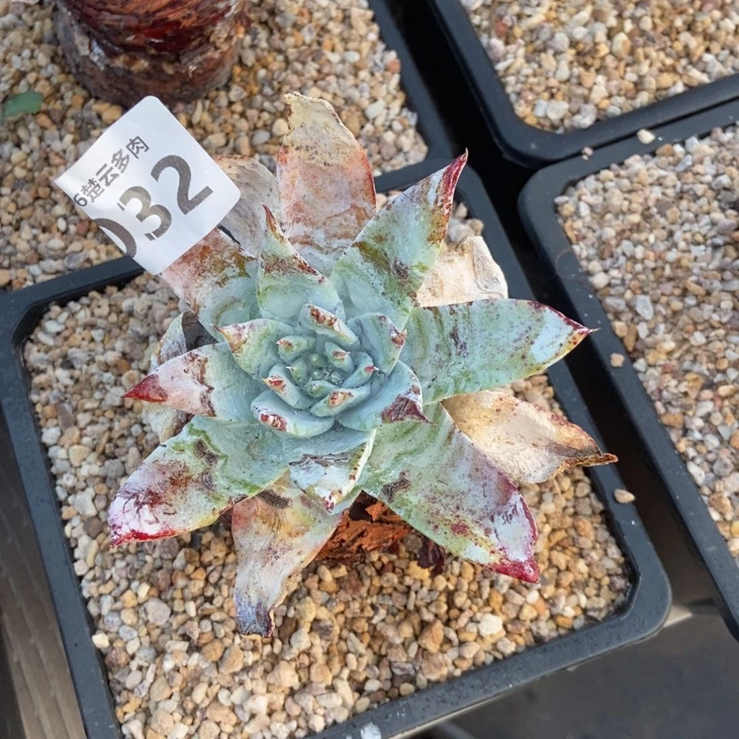 032雪山多肉植物