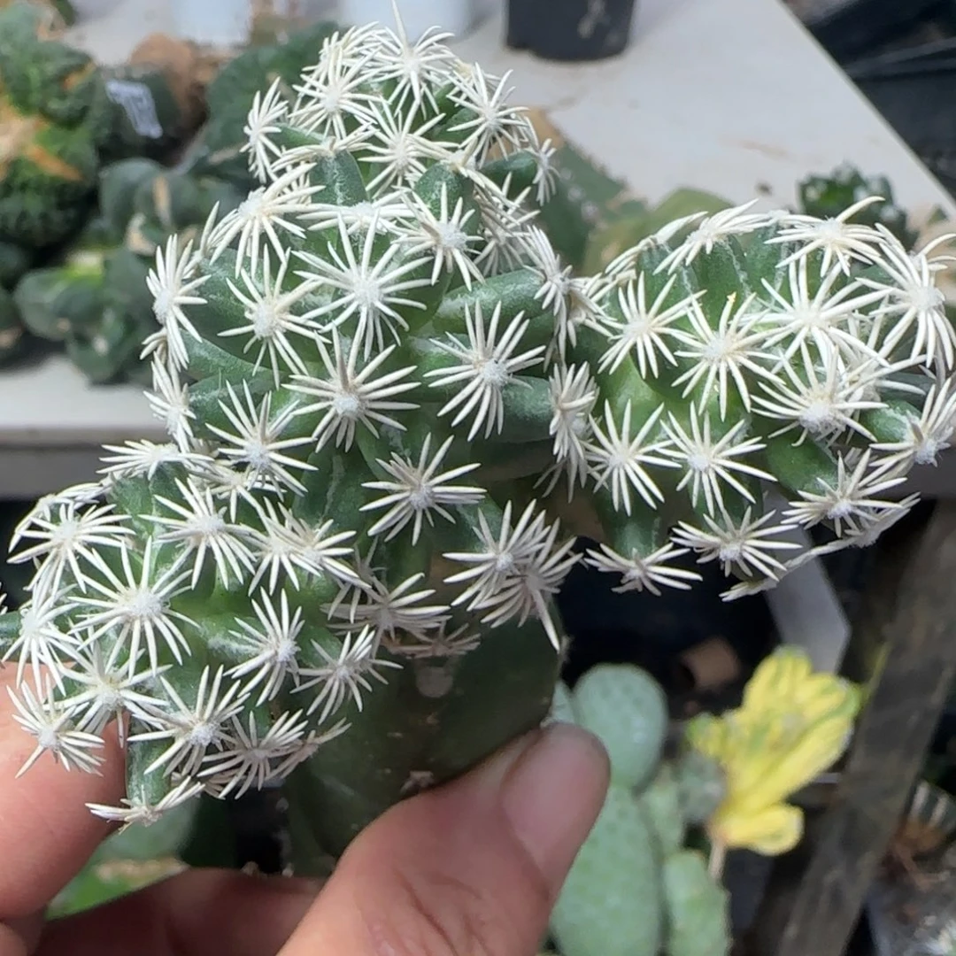 无花朵苗接群头孤月