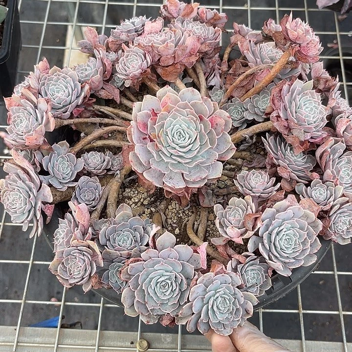 两单包邮，一物一拍天赐