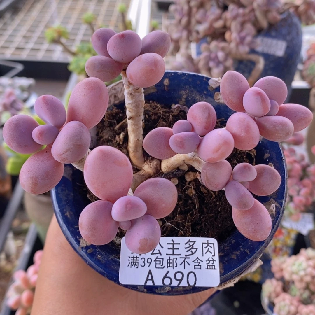 糖果桃蛋老桩10cm690多肉植物