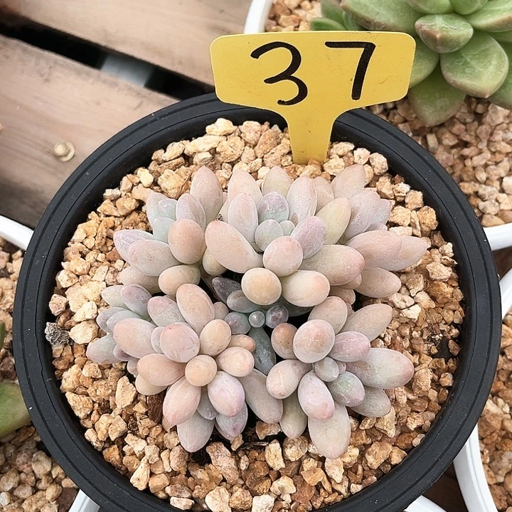 汤圆37号码牌子的话