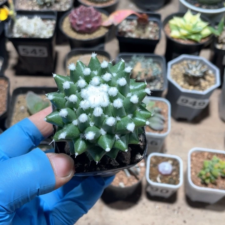 하*훈980实生雪糕仙人球