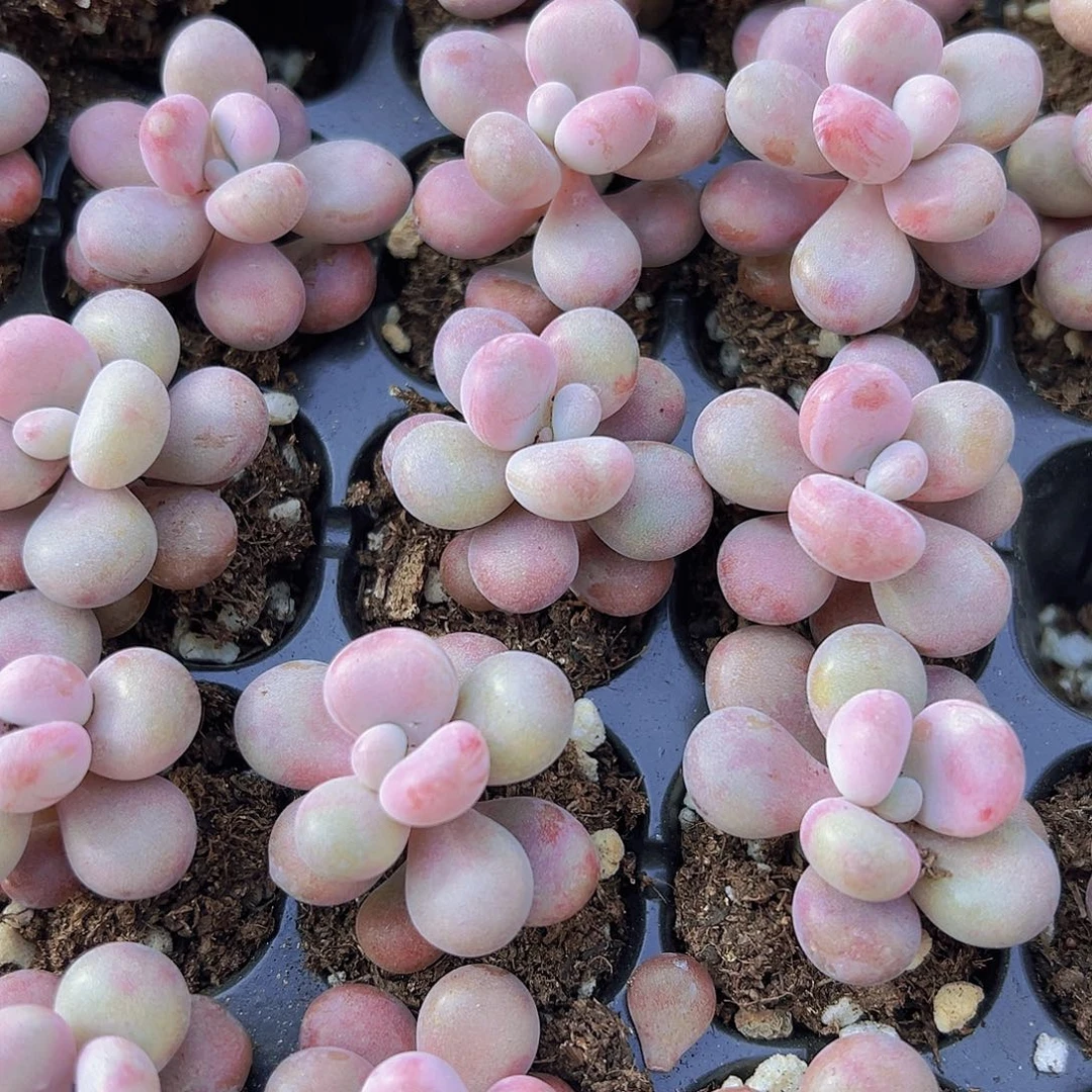 单头桃蛋苗7克多肉