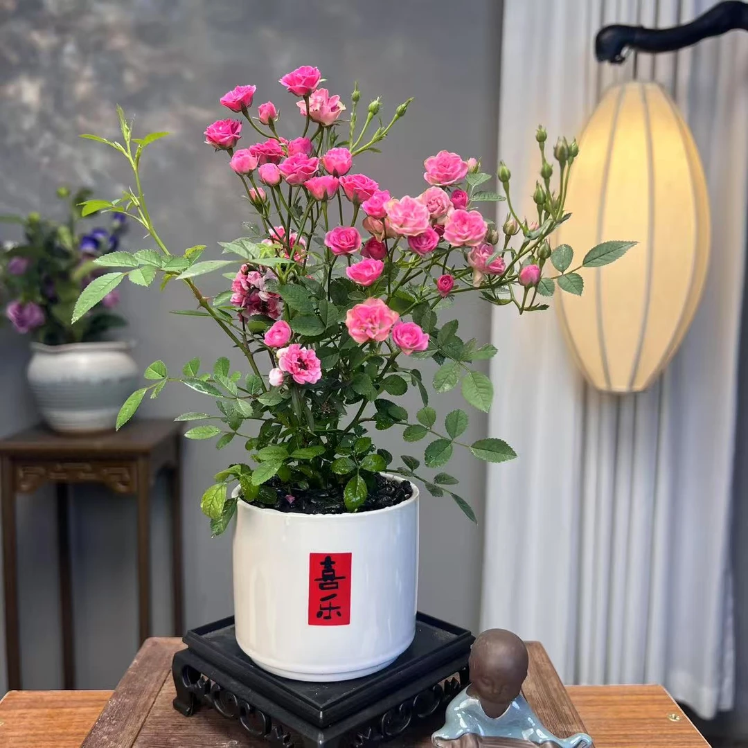 超微月季【须惠姬】带花苞陶瓷盆好养易活浓香型花期长室内室外茶桌