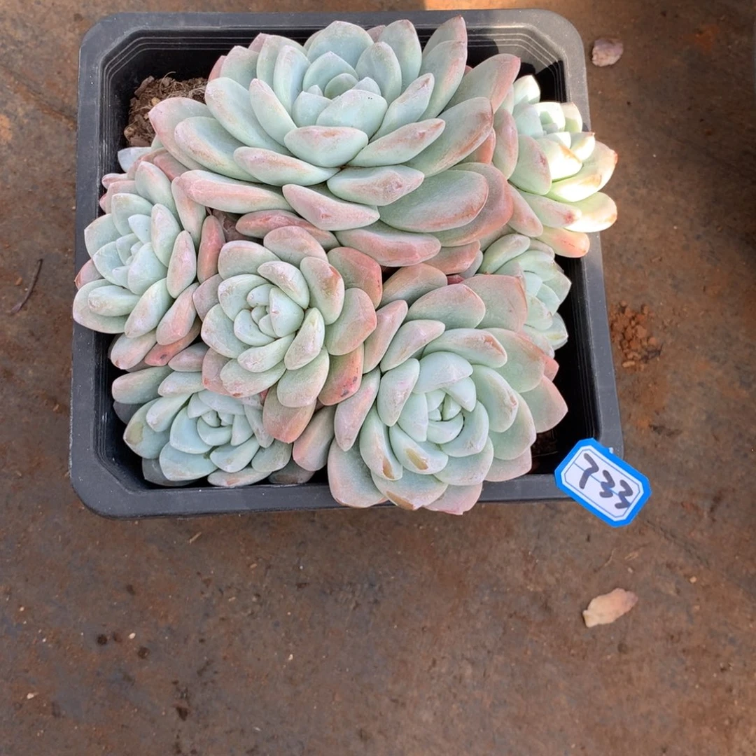 733冰玉 一物一拍多肉