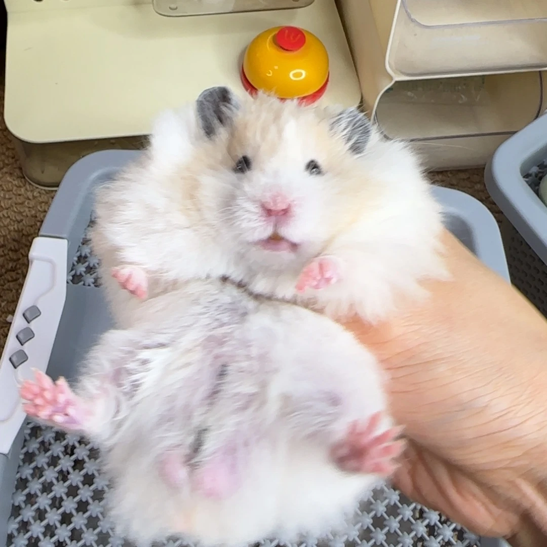 黄波弟弟8.15生日