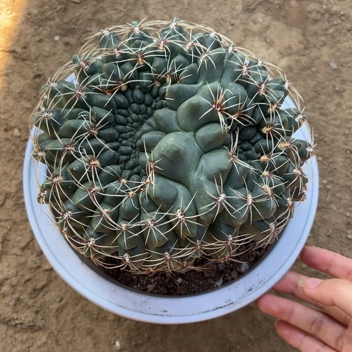 比***晴吉祥如意等名家的书法精品