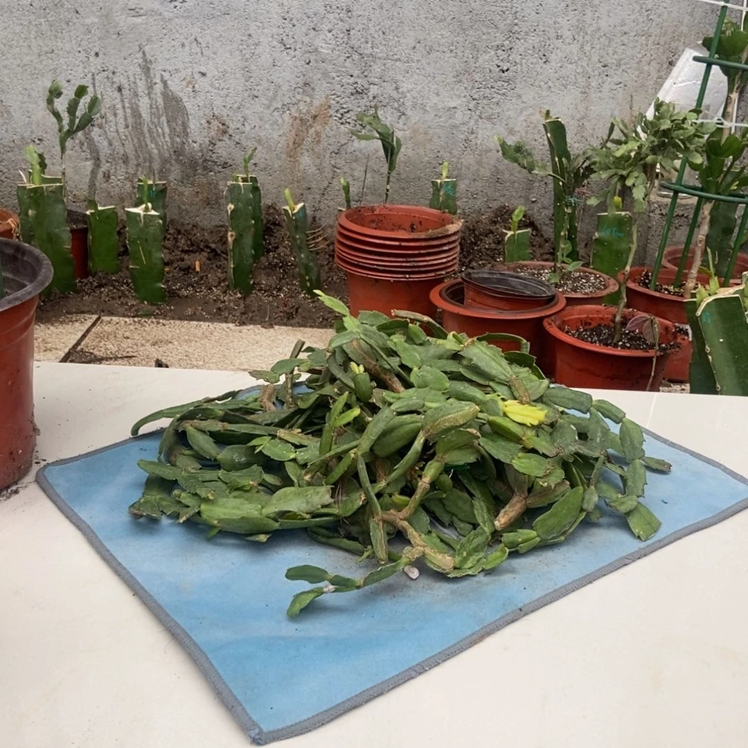 无花朵红色叶片一包10块