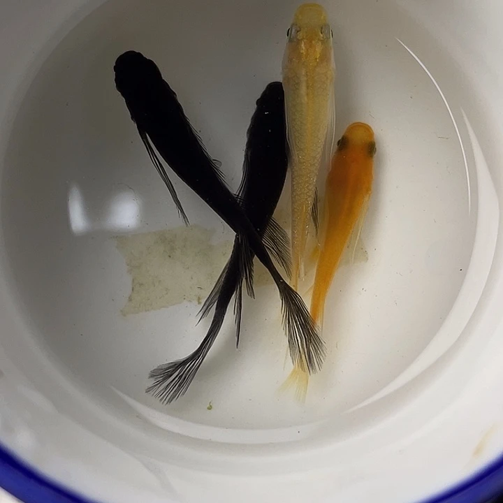 青鳉鱼长鳍混搭4条，12号，满15包邮，可叠单