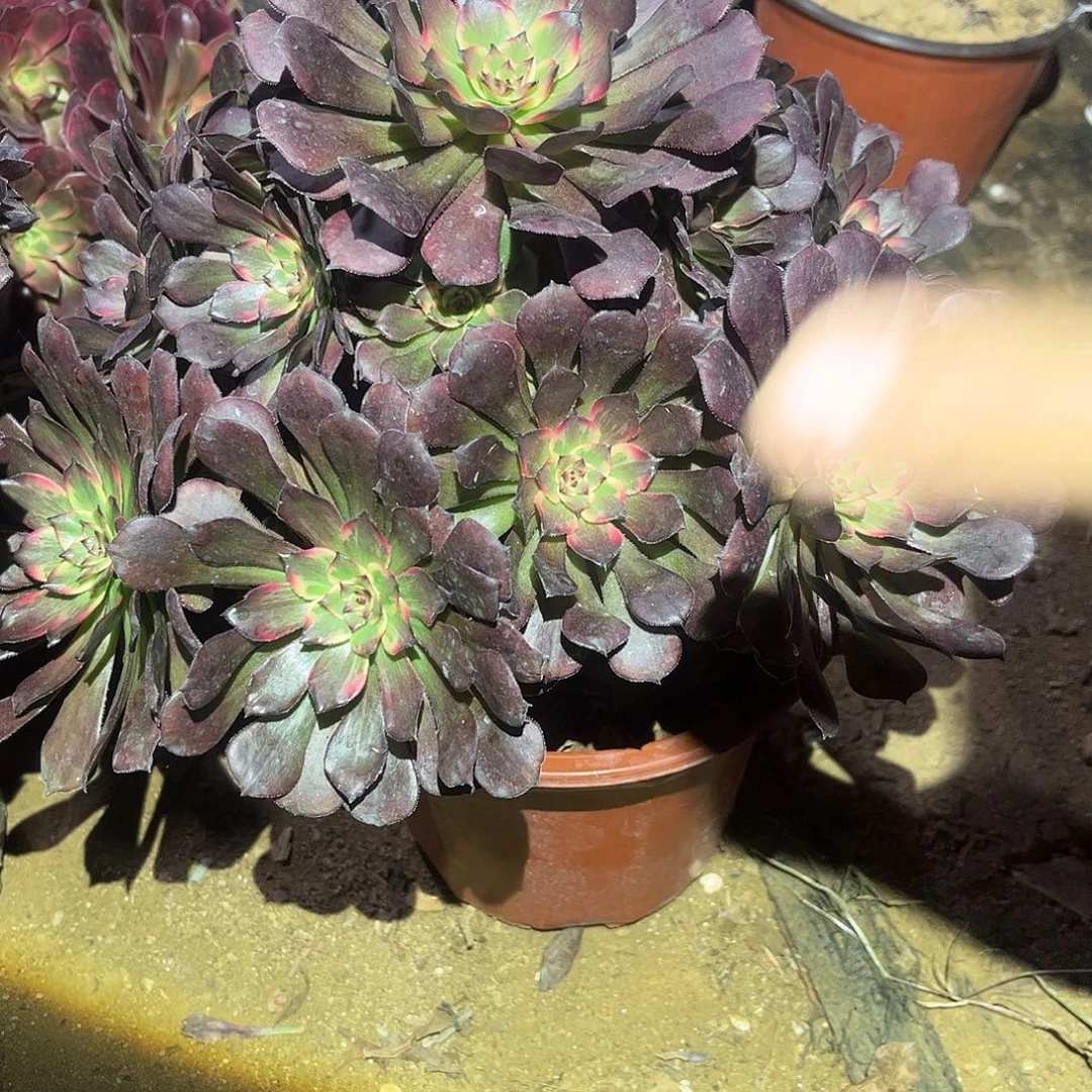 烟花多肉法师787号