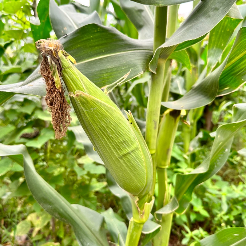 涪陵农家自种白甜糥新鲜玉米带壳5斤包邮