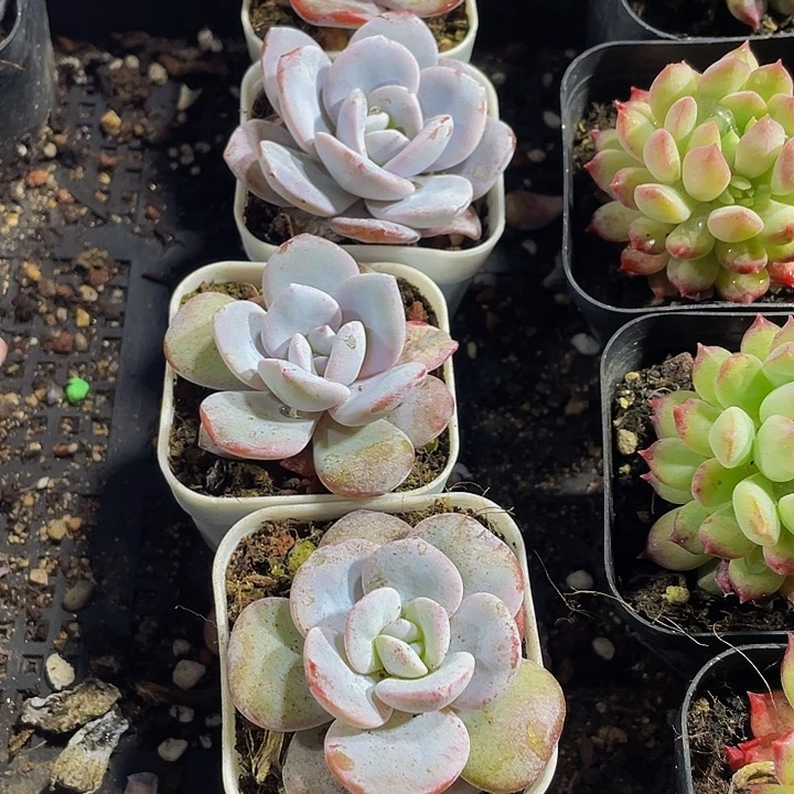 雪莲3.8带盆土发货