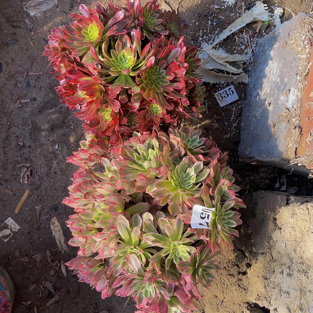 朝霞法师多肉1-42