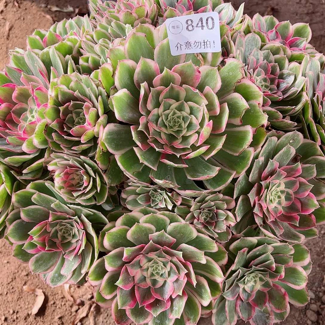 无花朵淡*多肉植物840