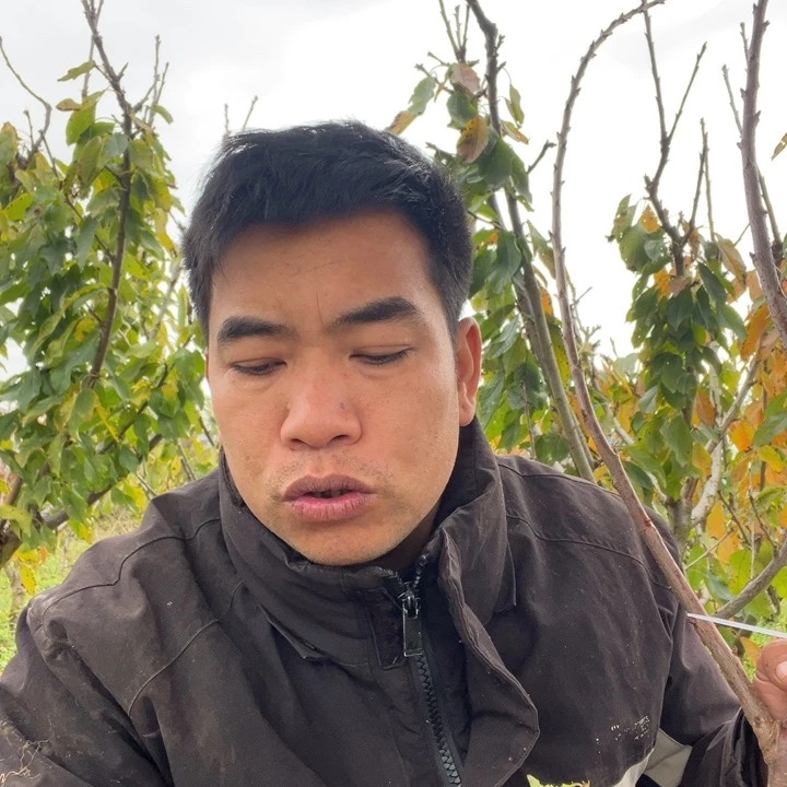 文***悠当前无花栽培后可以开花57