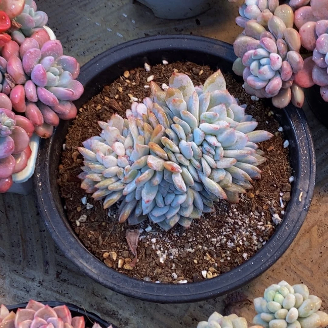 M****48包邮一物一拍多肉