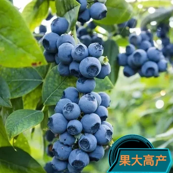 蓝莓苗盆栽果树苗阳台庭院种植带果易养活